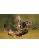 KJK FKPCAM fotócsapda, napelemmel FK-HC40